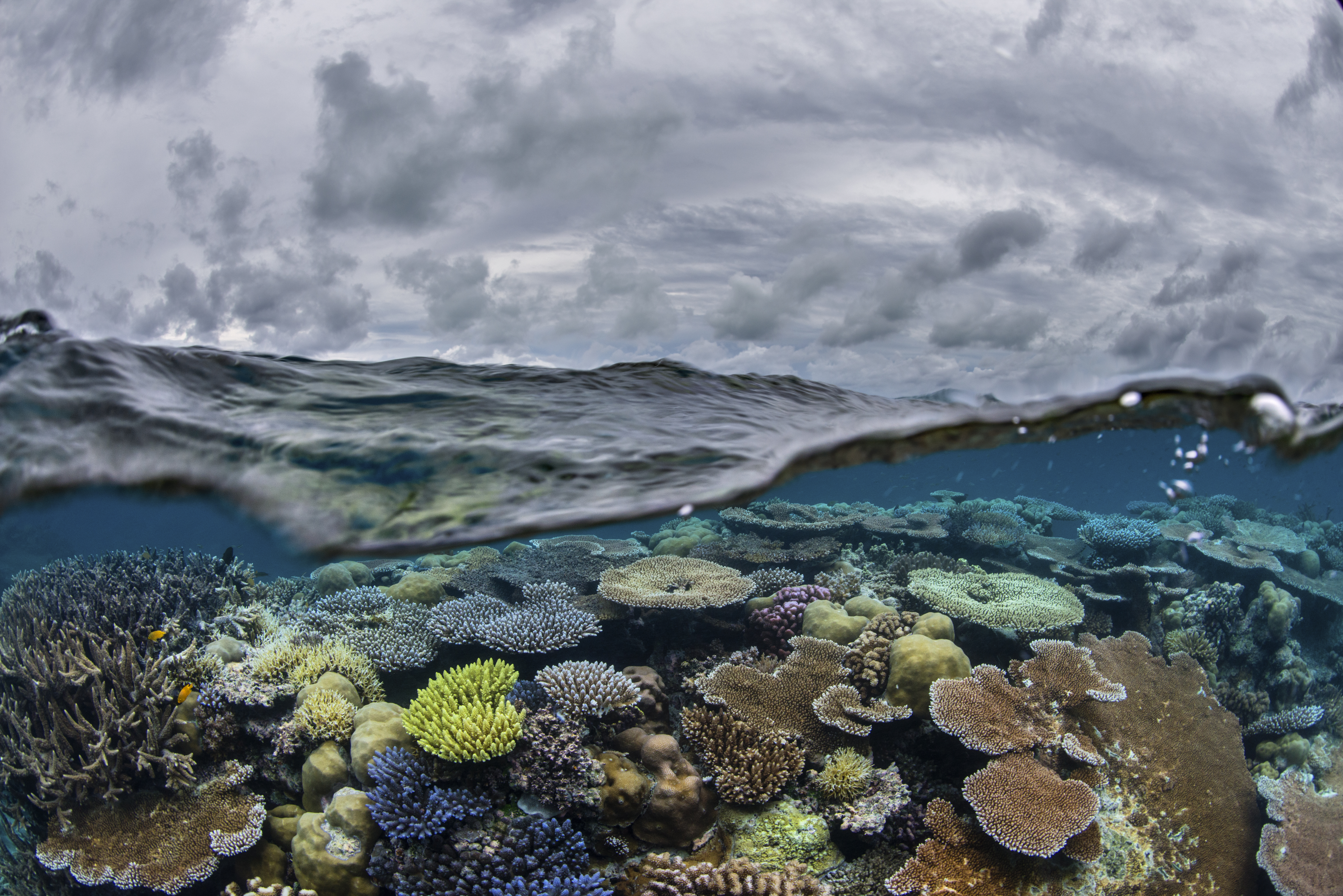 ナショナルジオグラフィックwedgeDAYS Diving the Great Barrier Reef | National Geographic Live
